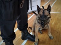 Policyjny pies służbowy &quot;Ares&quot;.