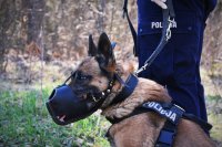 Ares-policyjny pies służbowy.