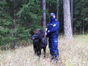 Policjant stoi z kucykiem na polanie przy lesie.