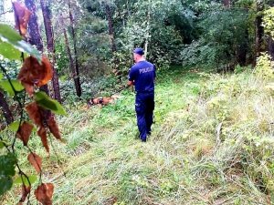 policjant z psem służbowym w lesie. pies podejmuje trop za osoba zaginioną