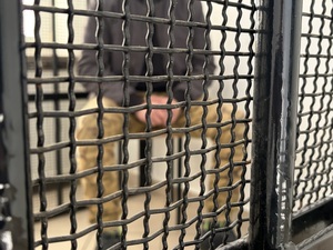 mężczyzna siedzący za kratamo